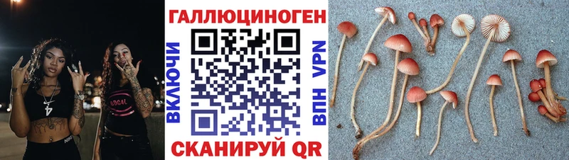 Галлюциногенные грибы Psilocybe Ивангород